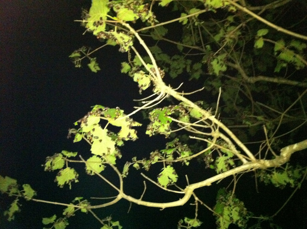 Thailand Subterranean Ants (แมงมัน) On Tree